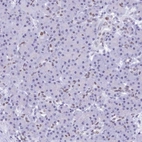 Immunohistochemical staining of human pancreas shows low expression as expected.