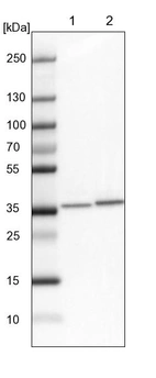 Lane 1: NIH-3T3 cell lysate (Mouse embryonic fibroblast cells)_br/_Lane 2: NBT-II cell lysate (Rat Wistar bladder tumour cells)