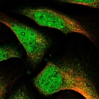 Immunofluorescent staining of human cell line U-2 OS shows localization to nucleoplasm & cytosol.