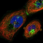 Immunofluorescent staining of human cell line A-431 shows localization to plasma membrane, the Golgi apparatus & cell junctions.