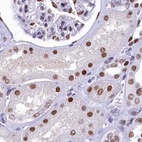 Immunohistochemical staining of human kidney using Anti-SUGP2 antibody HPA041557.