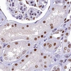 Immunohistochemical staining of human kidney using Anti-SUGP2 antibody HPA041557.