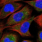 Anti-ZNF720 Antibody