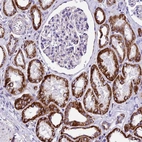 Anti-DCAF5 Antibody