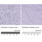 Anti-FAM169A Antibody