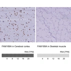 Anti-FAM169A Antibody