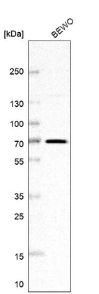 Western blot analysis in human cell line BEWO.