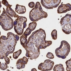 Immunohistochemical staining of human placenta shows strong membranous positivity in trophoblastic cells.
