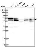 Anti-UBAP1 Antibody