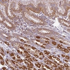 Immunohistochemical staining of human stomach shows strong positivity in a subset of glandular cells.