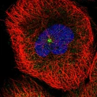 Immunofluorescent staining of human cell line A-431 shows localization to cytosol & centrosome.