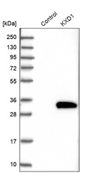 Western blot analysis in control (vector only transfected HEK293T lysate) and KXD1 over-expression lysate (Co-expressed with a C-terminal myc-DDK tag (~3.1 kDa) in mammalian HEK293T cells, LY411385).