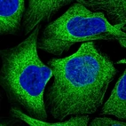 Immunofluorescent staining of human cell line U-2 OS shows localization to cytosol & microtubules.