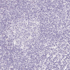 Immunohistochemical staining of human lymph node shows no positivity in non-germinal center cells as expected.