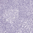 Immunohistochemical staining of human lymph node shows no positivity in non-germinal center cells as expected.