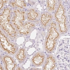 Immunohistochemical staining of human kidney shows moderate positivity in apical membrane in cells in tubules.