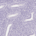 Immunohistochemical staining of human endometrium shows no positivity in glandular cells as expected.