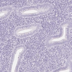 Immunohistochemical staining of human endometrium shows no positivity in glandular cells as expected.