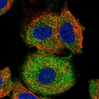Immunofluorescent staining of human cell line A549 shows localization to cytosol.