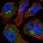 Immunofluorescent staining of human cell line U-251 MG shows localization to nucleoplasm & the Golgi apparatus.