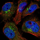 Immunofluorescent staining of human cell line U-251 MG shows localization to nucleoplasm & the Golgi apparatus.