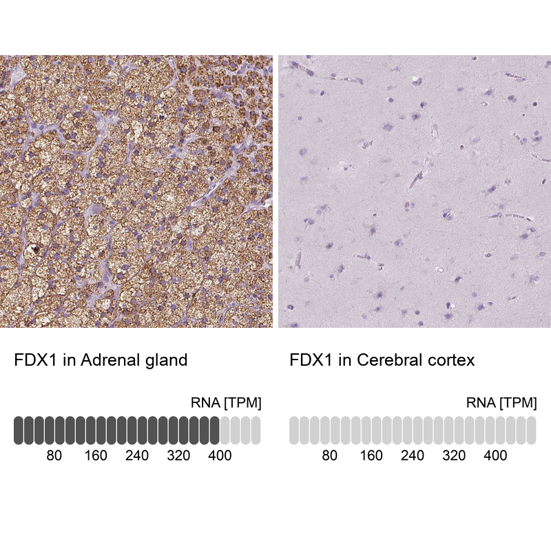 Anti-FDX1 Antibody