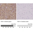 Anti-FDX1 Antibody