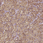 Immunohistochemical staining of human adrenal gland shows strong granular cytoplasmic positivity in glandular cells.