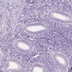 Immunohistochemical staining of human endometrium shows no positivity in glandular cells as expected.
