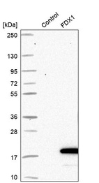Western blot analysis in control (vector only transfected HEK293T lysate) and FDX1 over-expression lysate (Co-expressed with a C-terminal myc-DDK tag (~3.1 kDa) in mammalian HEK293T cells, LY401330).