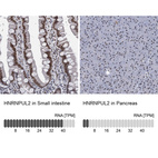 Anti-HNRNPUL2 Antibody