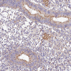 Immunohistochemical staining of human endometrium shows moderate cytoplasmic positivity in glandular cells.