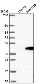 Western blot analysis in control (vector only transfected HEK293T lysate) and FAM118B over-expression lysate (Co-expressed with a C-terminal myc-DDK tag (~3.1 kDa) in mammalian HEK293T cells, LY411230).