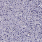 Immunohistochemical staining of human pancreas shows no positivity in exocrine glandular cells as expected.