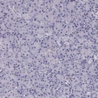 Immunohistochemical staining of human pancreas shows no positivity in exocrine glandular cells as expected.