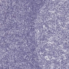 Immunohistochemical staining of human tonsil shows no positivity in non-germinal center cells as expected.