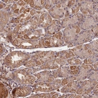 Anti-GREB1L Antibody