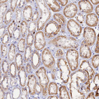 Anti-SLC26A1 Antibody