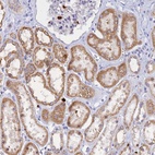 Anti-SLC26A1 Antibody
