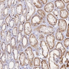 Anti-SLC26A1 Antibody