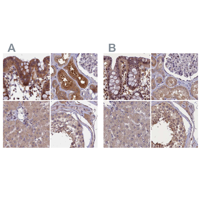 Anti-NUBP1 Antibody