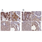 Anti-NUBP1 Antibody