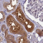 Immunohistochemical staining of human kidney using Anti-NUBP1 antibody HPA041656.