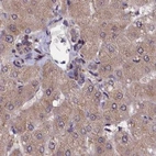 Immunohistochemical staining of human liver using Anti-NUBP1 antibody HPA041656.