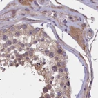 Immunohistochemical staining of human testis using Anti-NUBP1 antibody HPA041656.