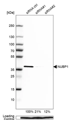 Western blot analysis in MCF-7 cells transfected with control siRNA, target specific siRNA probe #1 and #2, using Anti-NUBP1 antibody. Remaining relative intensity is presented. Loading control: Anti-PPIB.