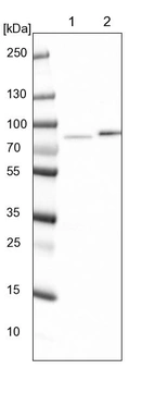 Lane 1: NIH-3T3 cell lysate (Mouse embryonic fibroblast cells)_br/_Lane 2: NBT-II cell lysate (Rat Wistar bladder tumour cells)