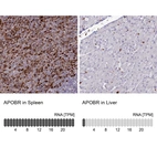 Anti-APOBR Antibody