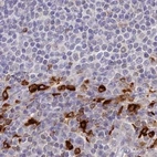 Immunohistochemical staining of human lymph node using Anti-APOBR antibody HPA041667.