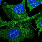 Immunofluorescent staining of human cell line U-2 OS shows localization to nucleoli fibrillar center & plasma membrane.